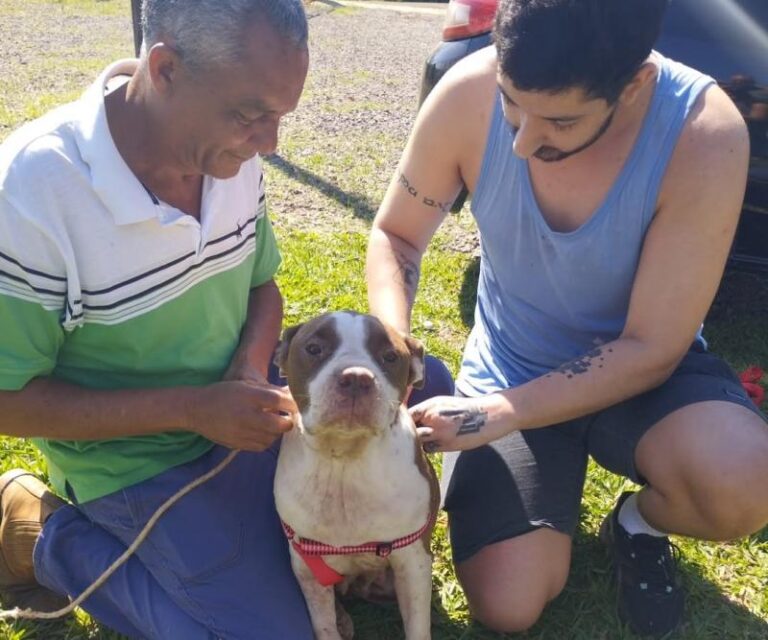 abrigo-de-animais-presidente-prudente